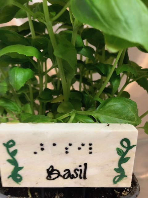 Braille and script Herb plant markers- Shown Basil with delicate green ivy on either side of the word. Metal plant stake attached